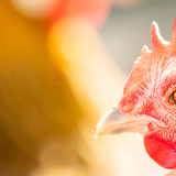 Avian influenza - image of chicken